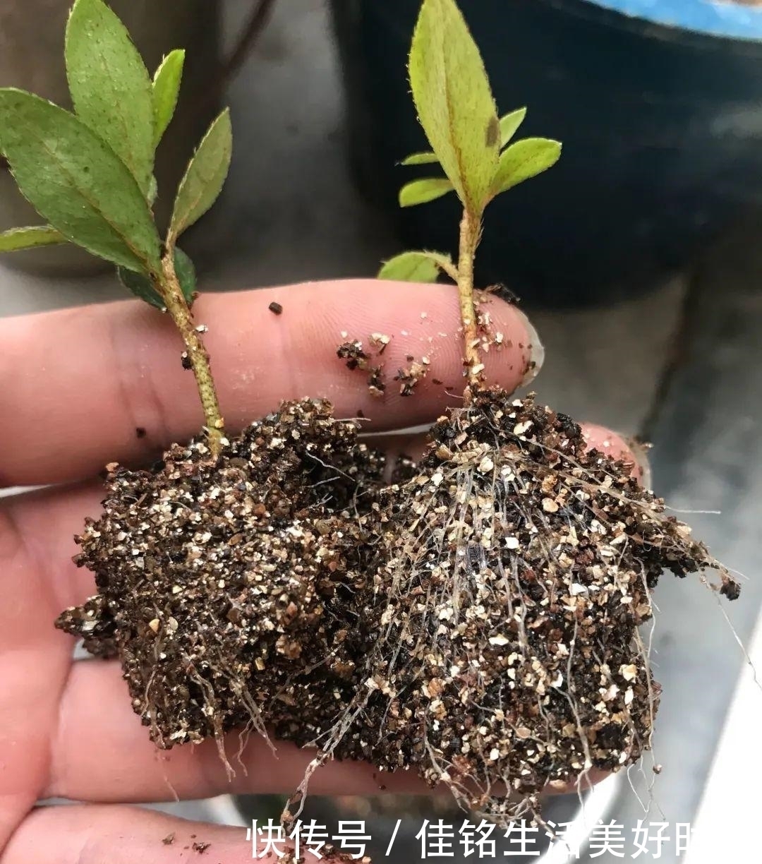 8种花夏天太容易死,现在赶紧扦插,死了也不心疼