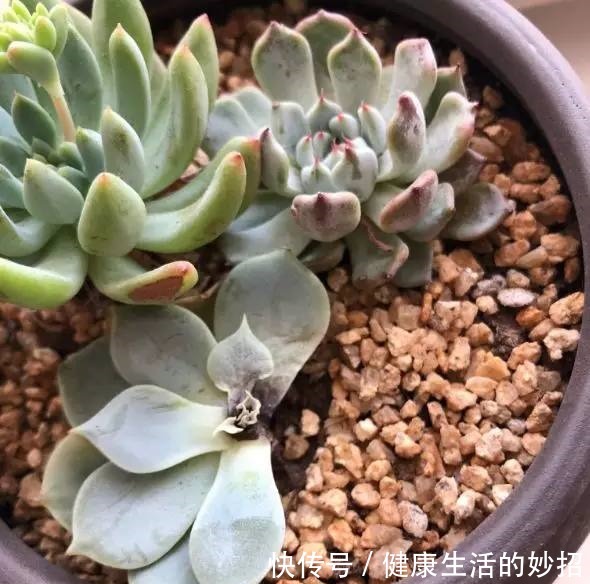 多肉叶子干成皮别扔,这样一做能变老桩!多肉叶子干成皮别扔,这样一做能变老桩!