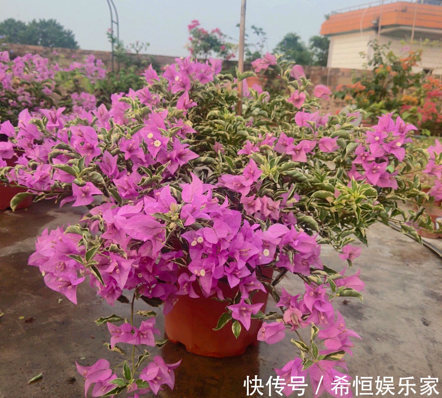 只要狠心,没有改造不了的三角梅盆景,看到效果图后太喜欢