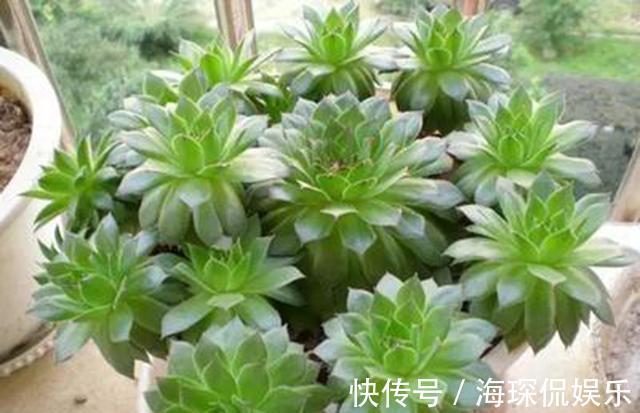 侧芽|多肉观音莲,3个“误区”要避开,从不“穿裙子”,一圈小莲花