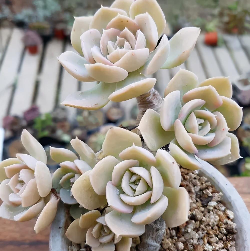 多肉植物|阳台养不好多肉，多半是浇水不当，教你正确浇水，个个长成胖娃娃