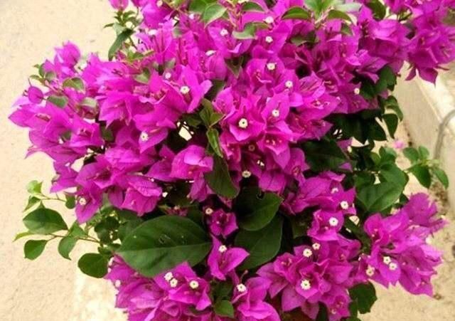 石榴花|“7种花”适合养家里,一年四季都能养,开花迷人,一盆养好多年