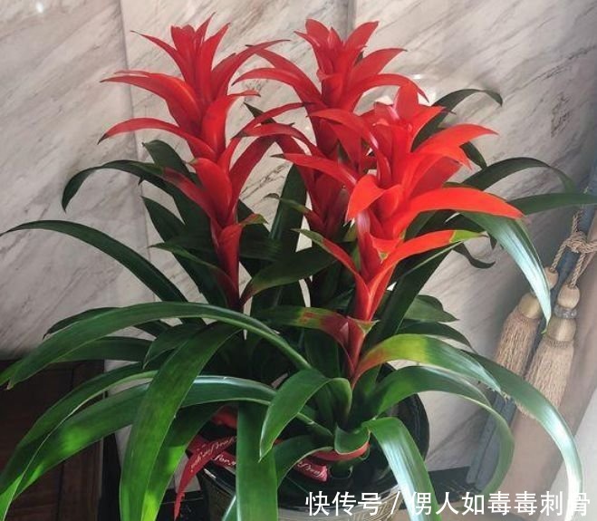 百合花|夏天养此款花卉,一开就是十几朵几十朵,非常漂亮,养起来太省心