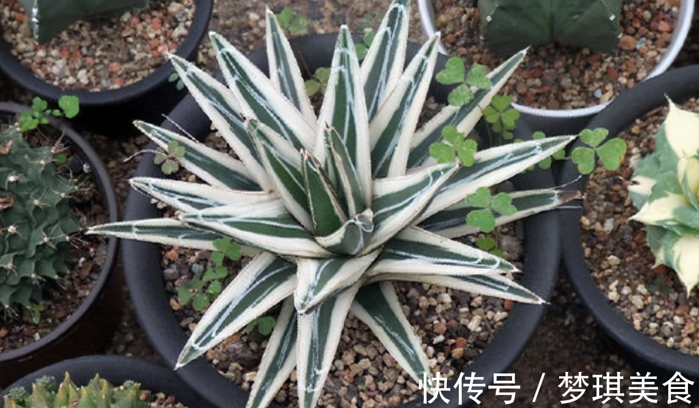 仙人球|俗话说:“勤人养鱼,懒人养花”,这6种花最适合懒人去养