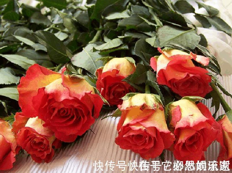玫瑰|喜欢菊花,就养盆“珍品玫瑰”彩纸口红,婀娜多姿,妖娆动人
