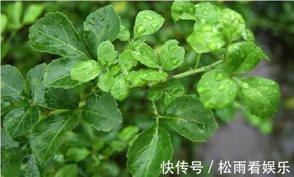 野菜|此野菜人称“摇钱草”,晒干后一斤卖230块,农民自己不舍得吃