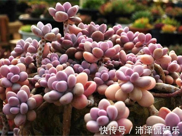 便宜|阳台养多肉，桃蛋粉嘟嘟，一生百，百生千，变成小桃林