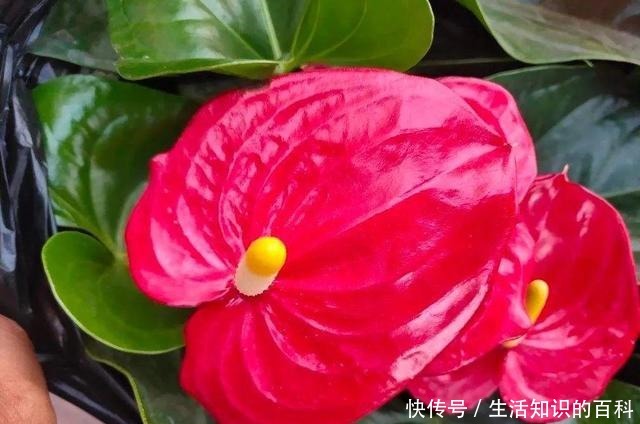 想省心就养这些花，没有病虫害，就爱开花！想省心就养这些花，没有病虫害，就爱开花！