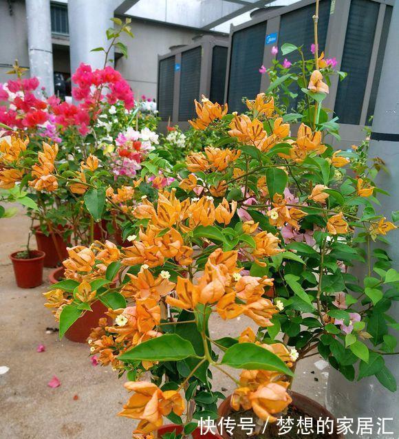 夏天|4种“漂亮花”，秋天怕乱修剪，姿势不对，剪了白费，不开花