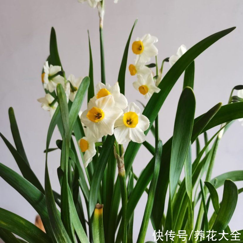 复花性|这3种花开完花就扔掉，第二年开花几率很小，别浪费时间