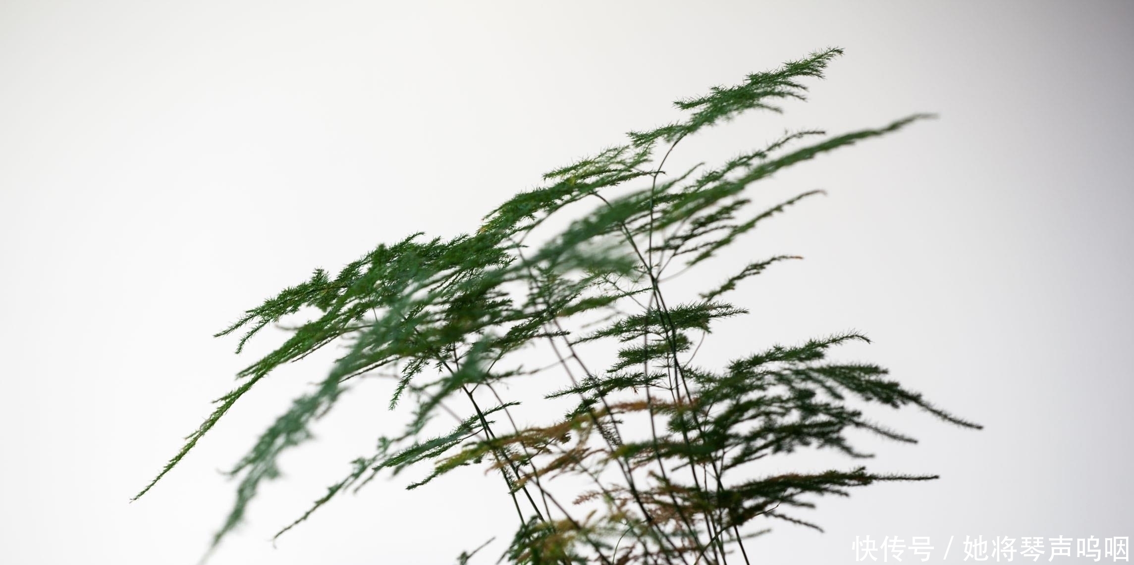 天竺葵|6种花“养小不养老”，越老越不好看，赶紧剪一刀