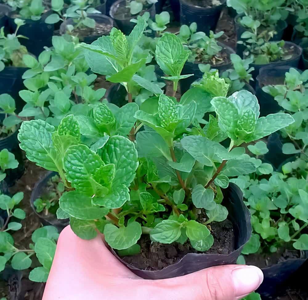 自带“体香”的盆栽，家里养一盆，四处清香，好吃又好养