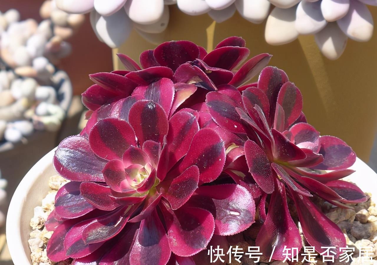 麦秆|三款按头卖的贵货多肉，美杜莎和白菊已经很亲民，麦秆还是天价