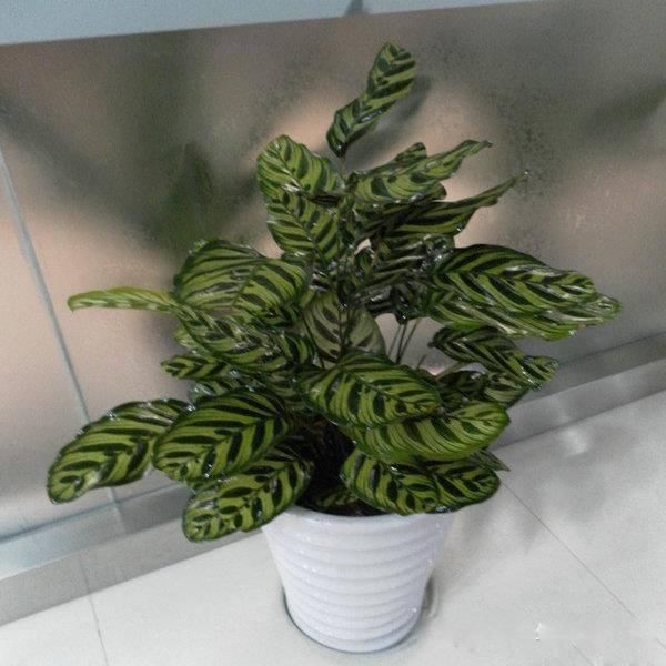 送给那些养花，却总是把花养死的人