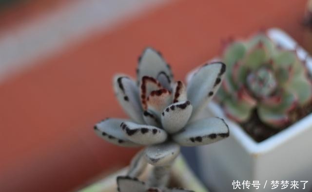 八年|一颗八年没换过盆的月兔耳