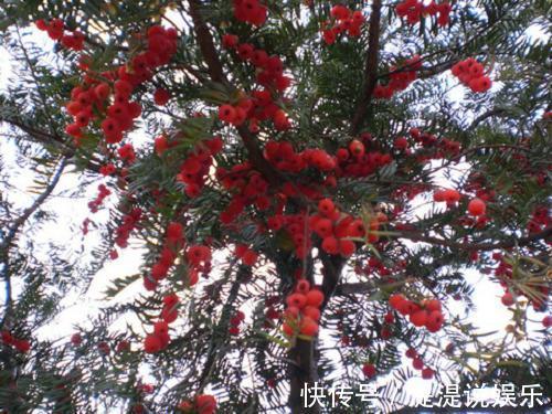 红豆杉|红豆杉可以家养，做好这几点，能开花结果，价值高