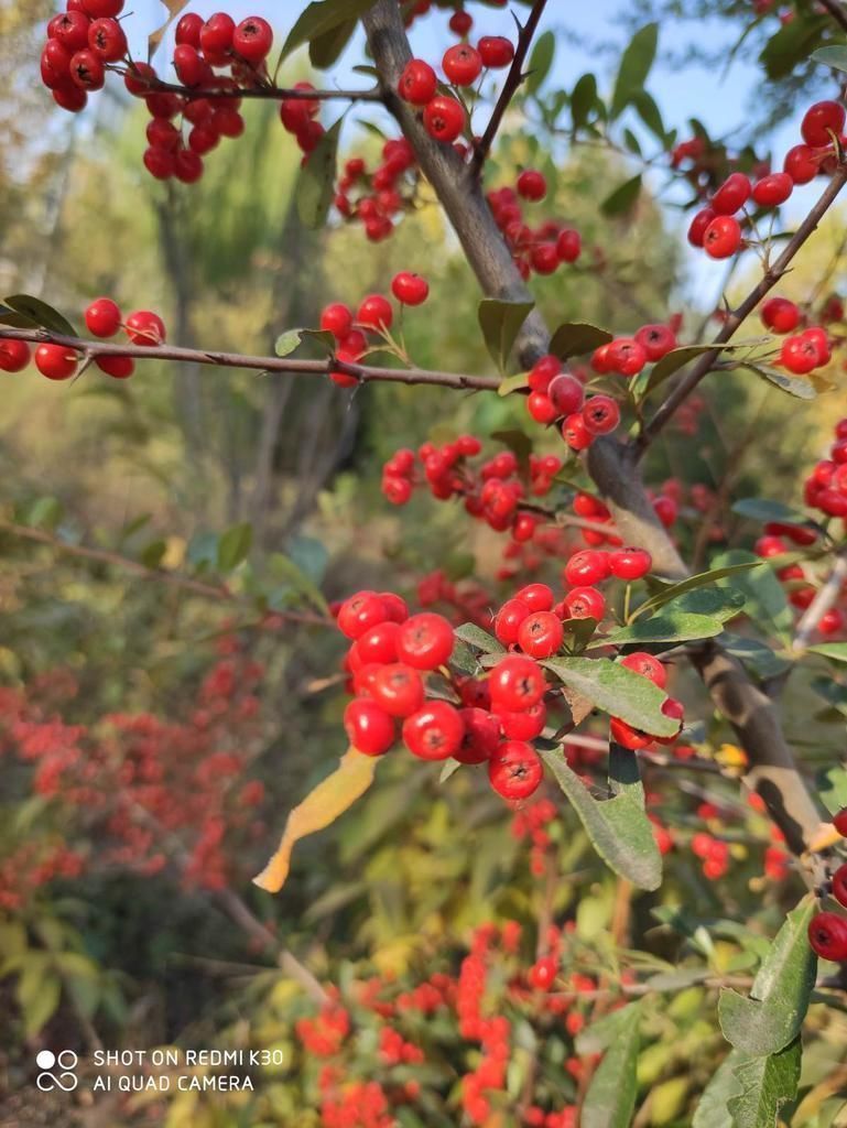 花花|一种花叫做“吉祥果”，小时候砍了当柴烧，长大竟然变成高端盆景