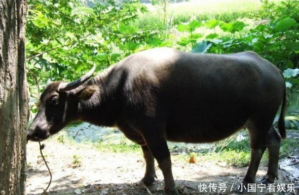 古代人大口吃肉大碗喝酒都是骗人的,其实老百姓吃肉都很困难!