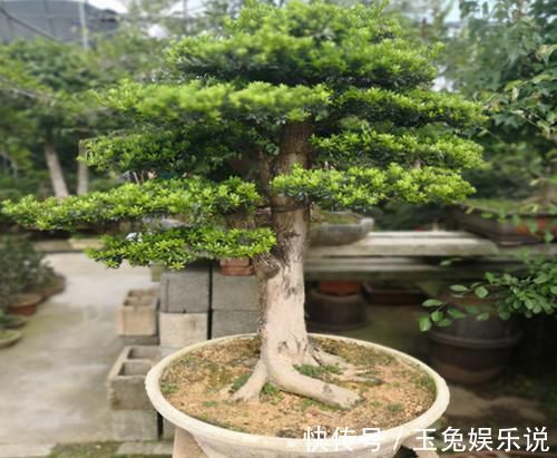 中老年人|家有院子，为何要摆一盆罗汉松盆景？古人说的话，不无道理