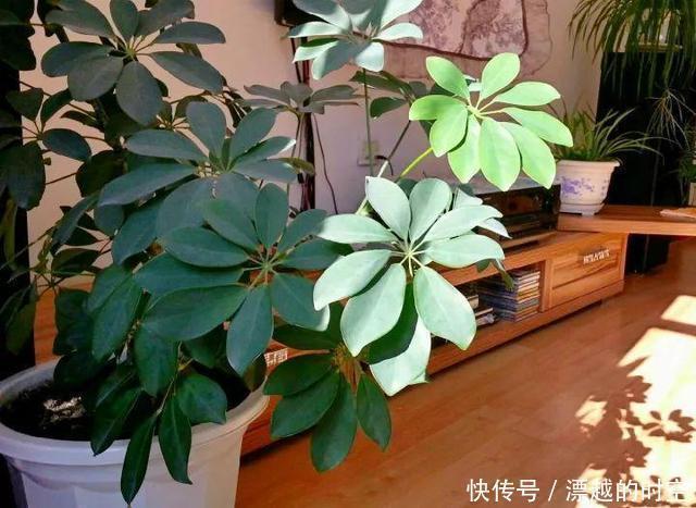 植株|3种花自带“财气”，家里养一盆，财源广进、日子越来越红火