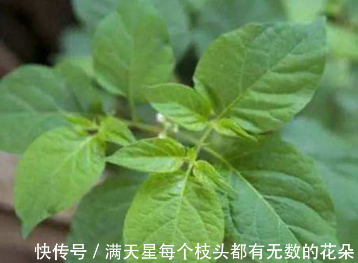 效用|这野菜不过3元1斤，炖汤喝比羊肉还滋补，孩子吃了能预防感冒