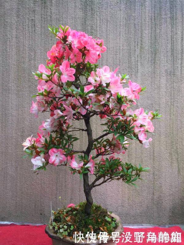 皋月杜鹃|比兰花还值得养的盆栽花,寿命长,越养越漂亮,越养越值钱