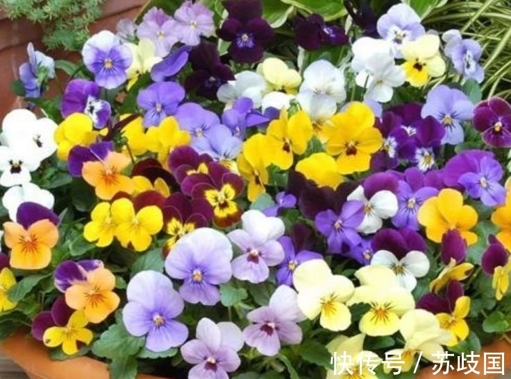 长寿花|阳台养花就选4种,一开就是大半年,漂亮又好养,四季花开不断