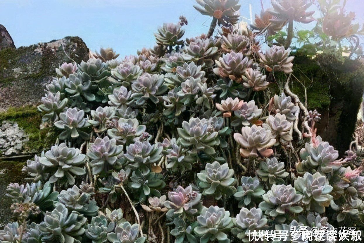 姬秋丽|想把多肉养成老桩,那也要选对多肉,这几种才合适你