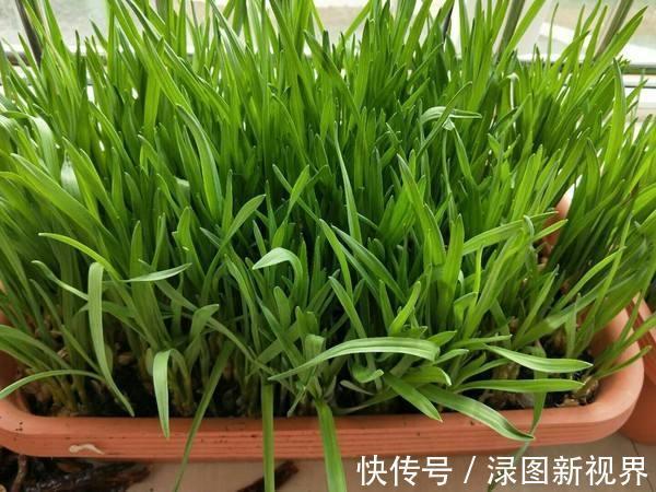 采收|盆栽韭菜怎么养土里加点“料”,叶子宽又绿,采收一茬又一茬