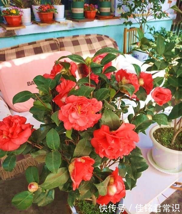 淘汰月季吧!此花一开就是小半年,花大如“脸盆”,越热越生长!