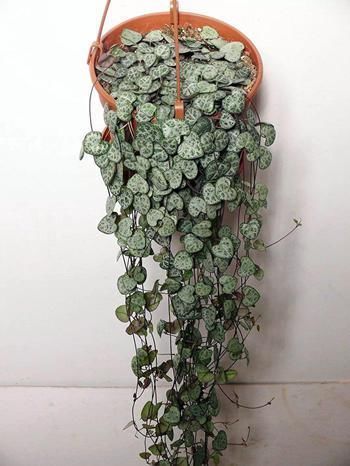 小花|4种小小的多肉居然能养出瀑布效果,怎么做到的?今天就来学一学