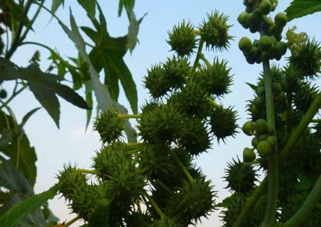 野草|农村这种野草,是治痔疮的良药,如今价值珍贵要12元一斤