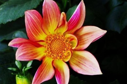 紫红色|3种花太漂亮了,开花超级多,能开成花墙,养护容易,南北都能种