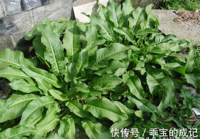 滋补身体|超市很常见的三种食物，美容养生，滋补身体，早吃早好！