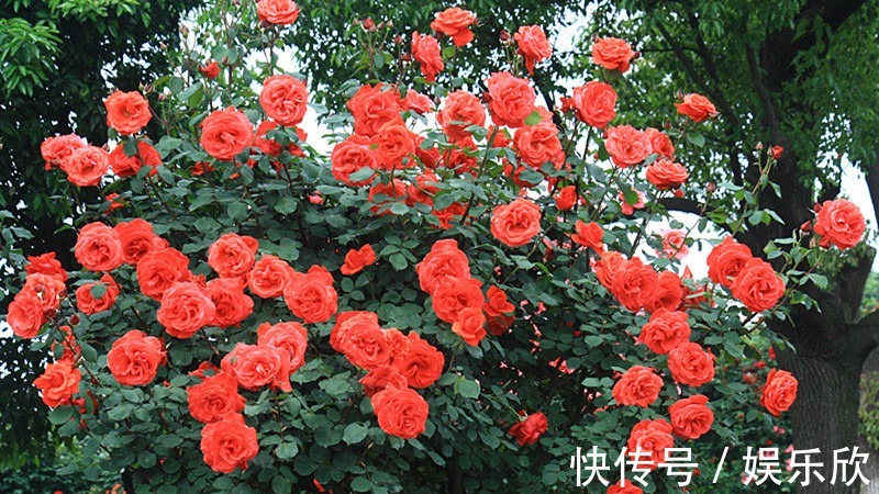 家养3种“爬藤花”，30天不到成“花墙”，香气四溢“满墙香”