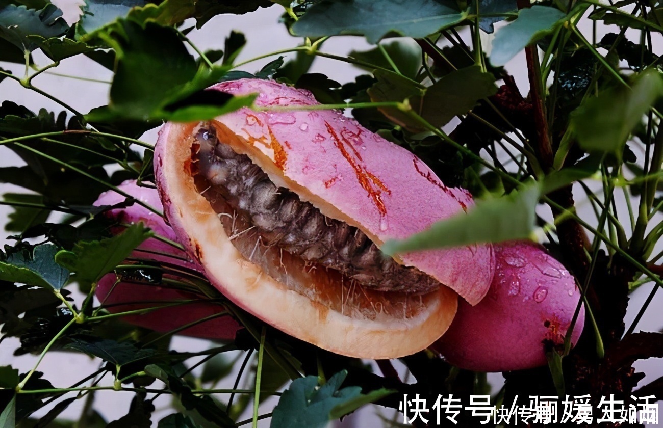 排毒养颜|女性爱美要多吃3种食物,补充营养、美白护肤,好处多多