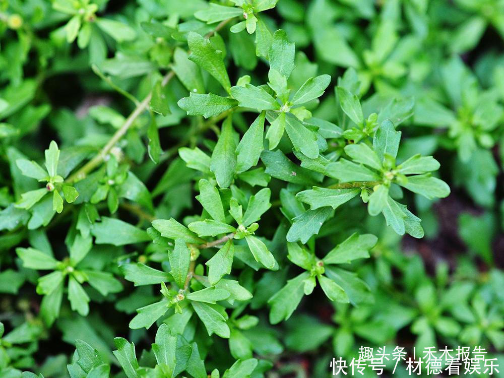 价值|农田里一大害草,但价值很高,是民间治鼻炎良药,人称“鹅不食”