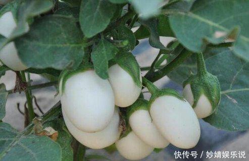 婆婆在阳台种“鸡蛋”，1盆能结“30个”，全家够吃，邻居太羡慕