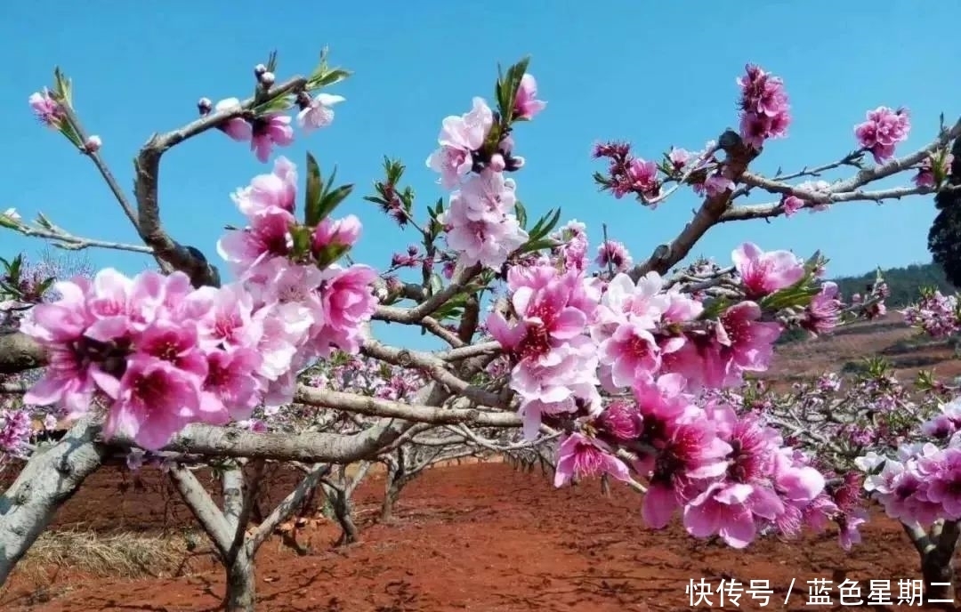 又是一年赏花时，樱花，桃花，遍山红