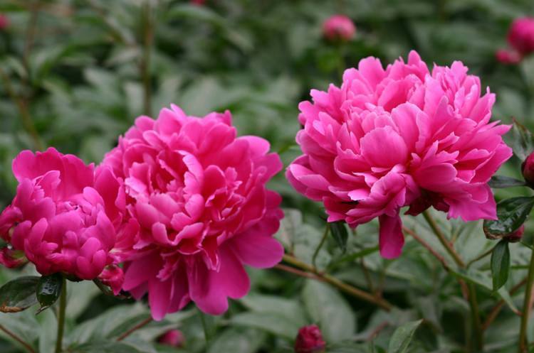 新手养花不知道怎么选这三种号称”养不死“的花，你喜欢吗