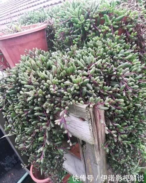 紫乐|紫色系多肉中的“小强”，皮实好养开花能力强，紫红的状态真漂亮