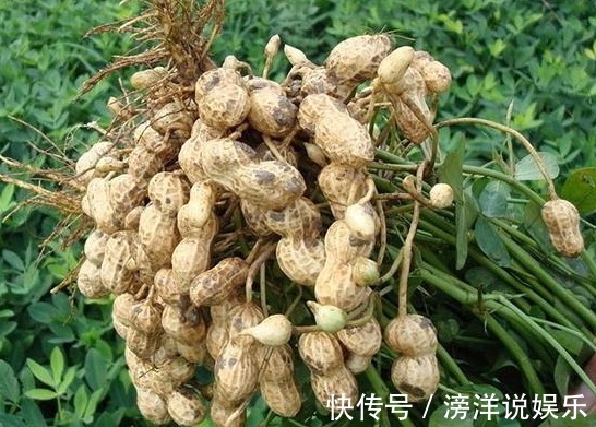 补血|吃花生去不去红衣好中医教你2招吃花生米,益肝补血、美容养颜