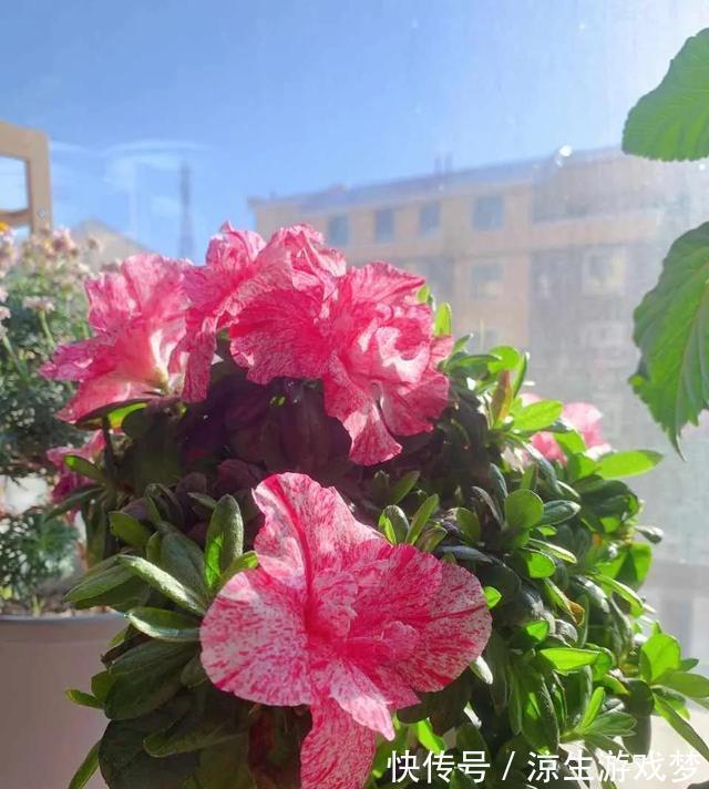 养护|杜鹃花有3怕,难怪会掉苞不开花,避开养护,花朵越开越多