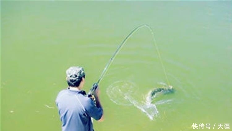 清明后钓草鱼3招必杀技,看完轻松爆护!