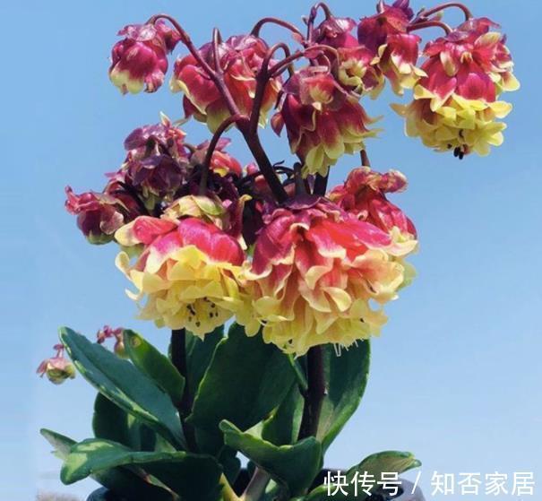 菲菲|3种高颜值长寿花,每一种都让人爱不释手,皮实好养易爆花