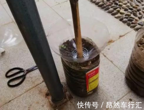 小菜园|养花技巧:一个油桶胜过两花盆,种菜养花好用又省钱!