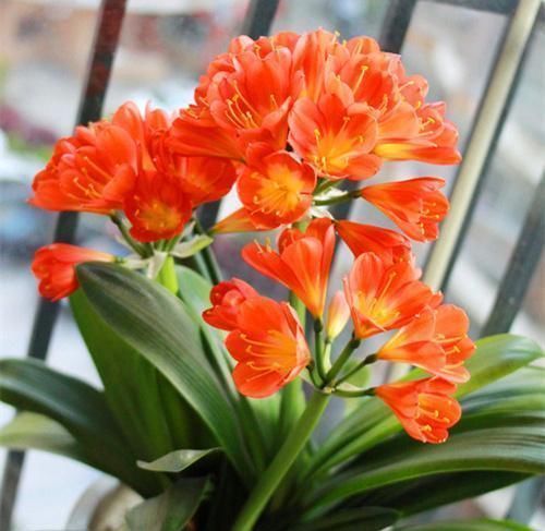 喜欢|君子兰是多晒好,还是少晒好很多人弄反了,难怪黄叶不开花