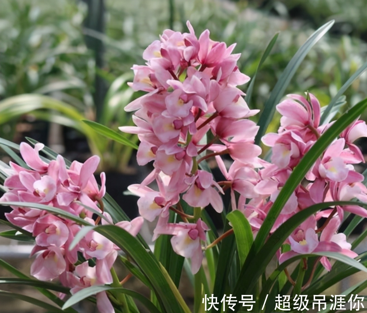 兰花|想让兰花早发芽,这“三位置”留点水,催出一圈苞,绽放层叠群兰