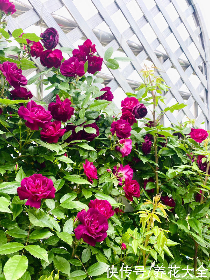 新买来的花，一上来就晒，花苞全掉光