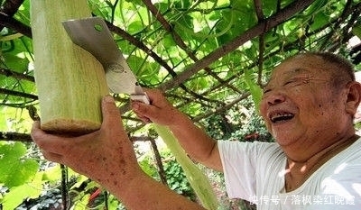 大爷种了一种瓜，吃的时候就砍一块还能自我愈
